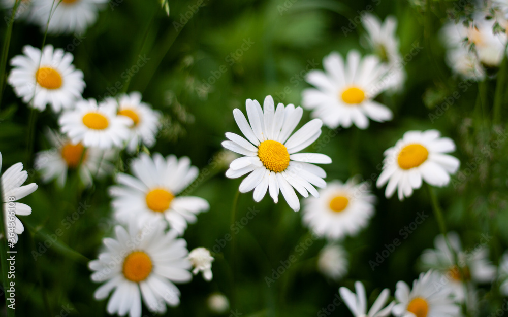 Beautiful bouquet of camomiles on sunny day in nature with blurred background closeup Daisy flowers wildflowers Many marguerites on meadow in garden with nice white petals blossoms Banner for web site Beautiful bouquet of camomiles on sunny day in nature with blurred background closeup Daisy flowers wildflowers Many marguerites on meadow in garden with nice white petals blossoms Banner for web site