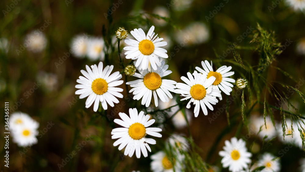 Beautiful bouquet of camomiles on sunny day in nature with blurred background closeup Daisy flowers wildflowers Many marguerites on meadow in garden with nice white petals blossoms Banner for web site Beautiful bouquet of camomiles on sunny day in nature with blurred background closeup Daisy flowers wildflowers Many marguerites on meadow in garden with nice white petals blossoms Banner for web site