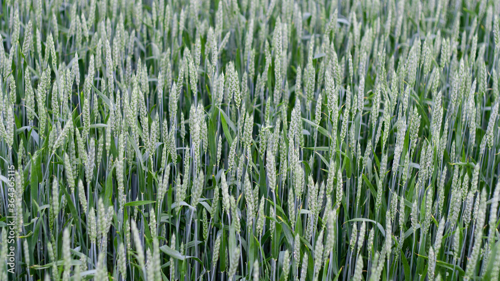 Obraz premium Green spikelets of wheat against background of wheat field in sunny day. Oats rye barley. Juicy fresh unripe ears of young cereal on nature in spring-summer field close-up macro. Banner web site