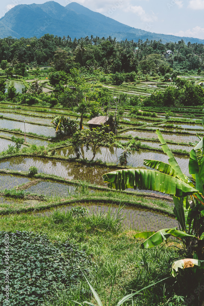 .rice cultivation culture in Indonesia. Worldwide rice imports from Asia