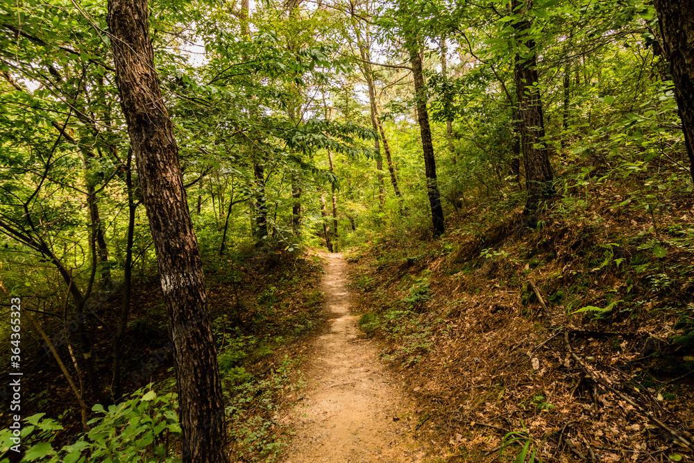 Naklejka premium Walking path in a woodland park