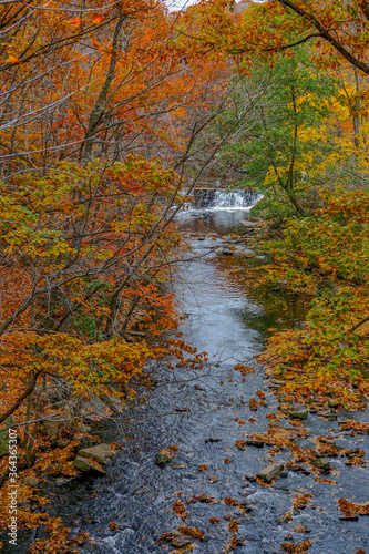 The Bronx, New York, USA: An autumn-colored forest scene with a stream and a small waterfall in the 250-acre New York Botanical Garden, established in 1891.