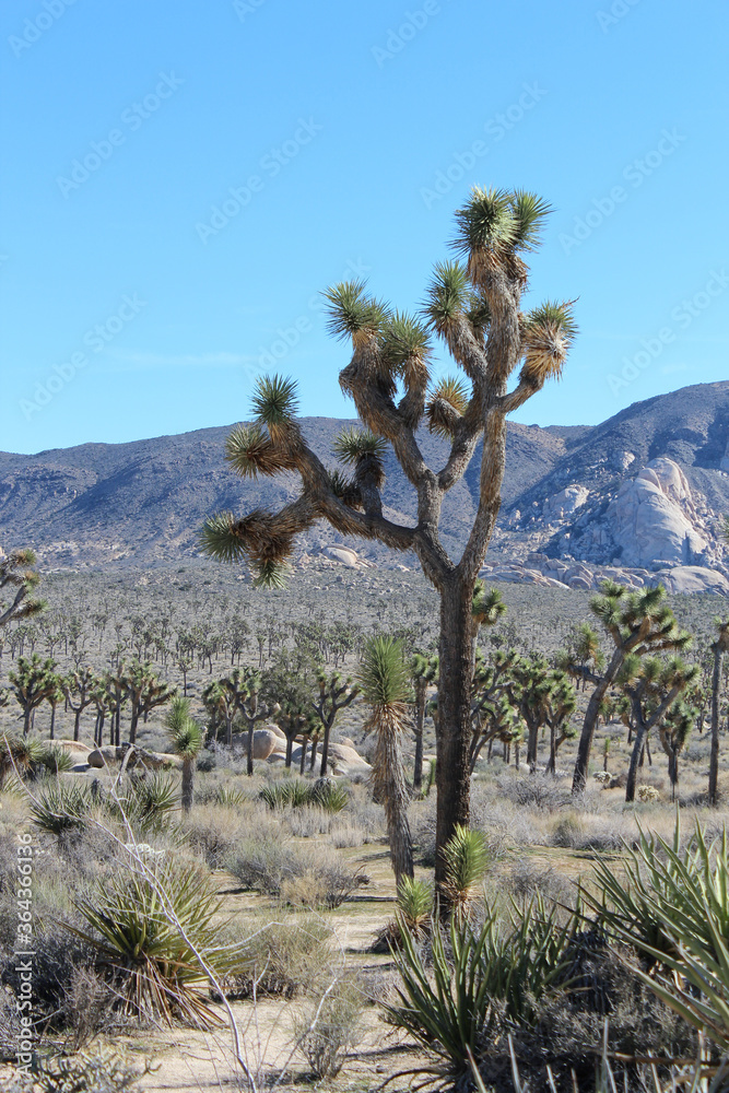 View along barker dam trail in Joshua Tree National Park, California View along barker dam trail in Joshua Tree National Park, California