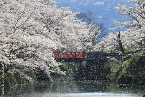 鳥取鹿野城跡の桜 photo