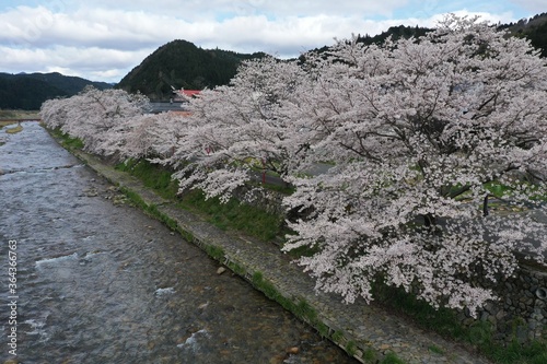 岡山美甘宿場桜_空撮