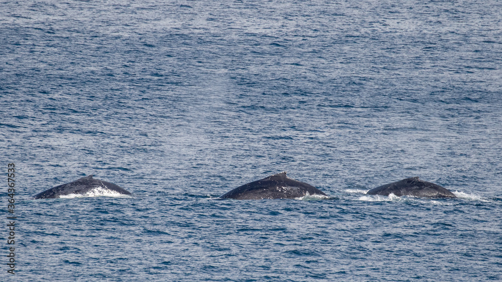 Fototapeta premium Humpback Whales at the surface