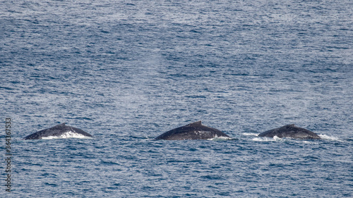 Humpback Whales at the surface
