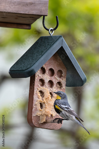 Audubon's Yellow Rump Warbler on suet feeder