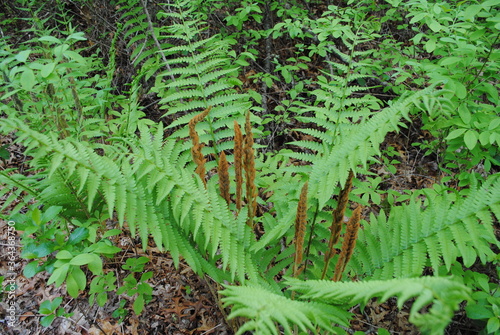 Cinnamon Fern (Osmundastrum cinnamomeum) with fertile fronds releasing their spores out to the warm summer breeze