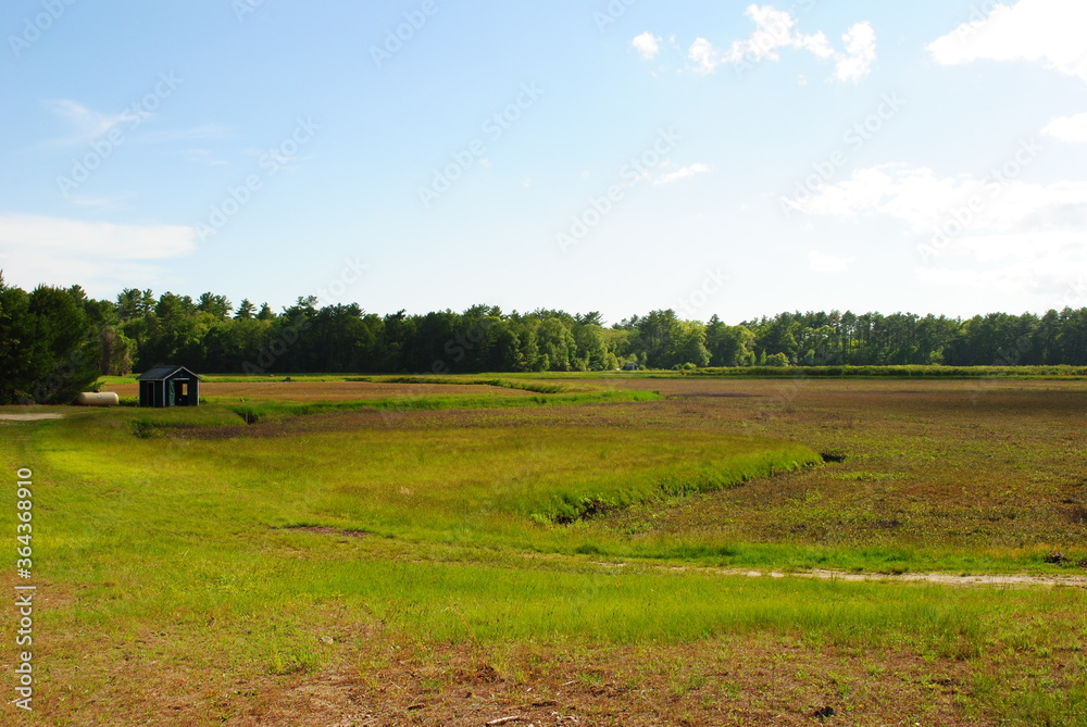 Fototapeta premium Cranberry bogs starting to fruit in mid summer with forest and dirt roads along boundary. Landscape shot on a bright sunny day in Massachusetts.