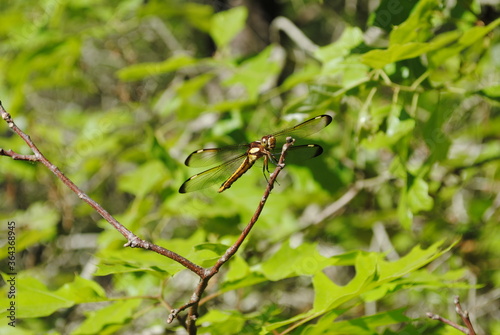 Dragonfly with delicate, clear wings with black spots at the tip perched on a tree branch © Corinne Prado