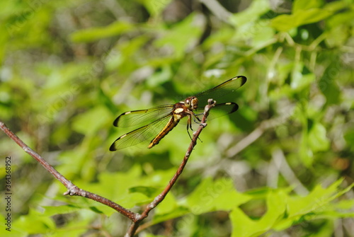 Dragonfly with delicate, clear wings with black spots at the tip perched on a tree branch