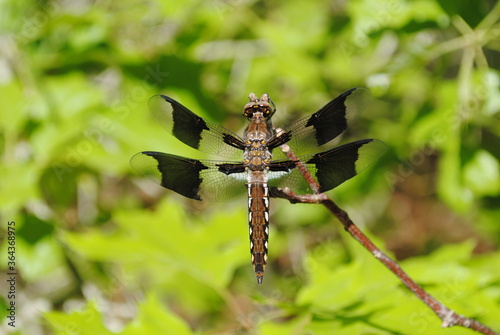 Dragonfly with brown body and dark spots on middle of wings perched on a tree branch