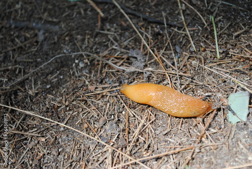 Foto Arion subfuscus / dusky slug sliming along the forest floor
