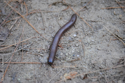 North American millipede being attacked by flies as it tries to cross a hiking trail in the forest