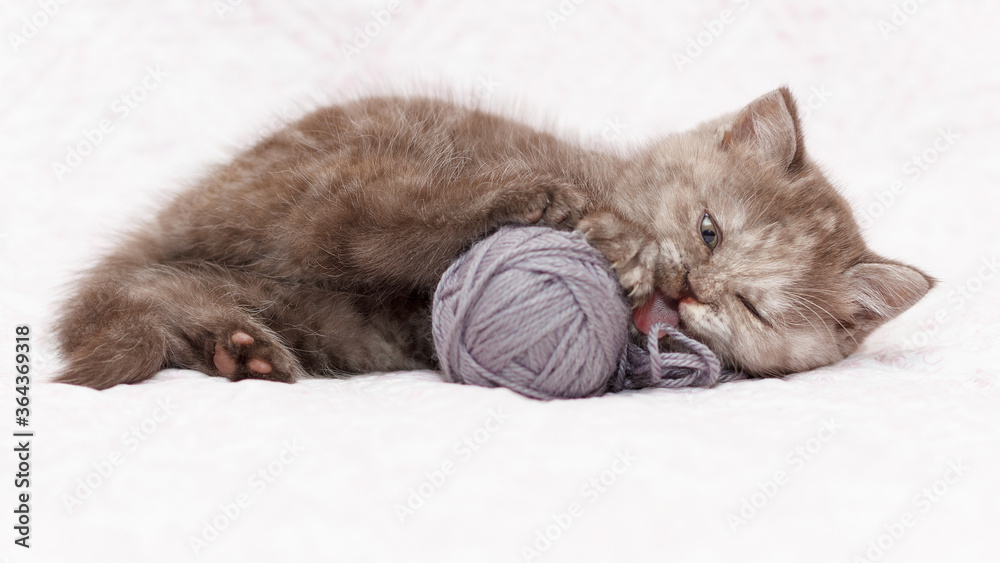 Small gray, brown kitten plays with a gray ball of wool