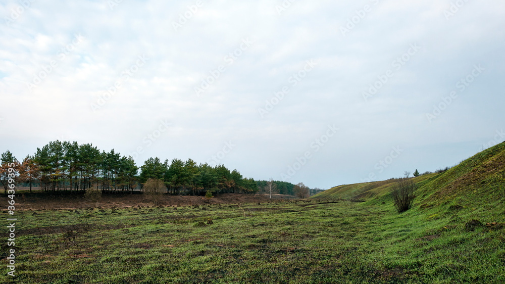 Natural landscape, forests and fields. Fresh green grass grows on burnt-out fields in spring.