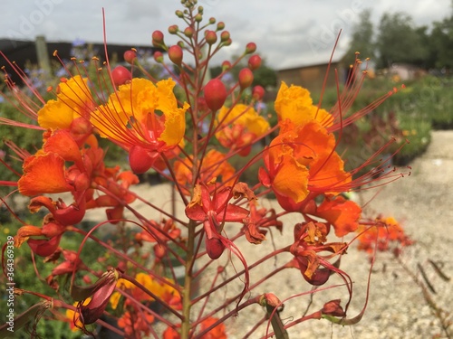 Pride of Barbados