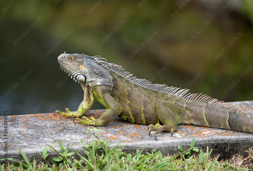 Green and brown iguana with loose dewlap is resting on a gray and orange concrete slab with grass in the foreground and blurred dark green background. Green and brown iguana with loose dewlap is resting on a gray and orange concrete slab with grass in the foreground and blurred dark green background.