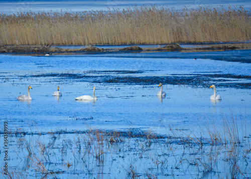 A flock of swans on Ladoga Lake