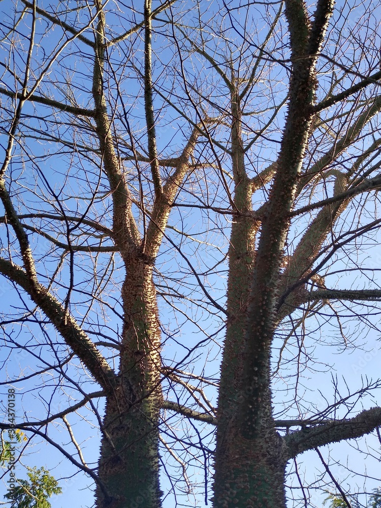 tree branches against blue sky tree branches against blue sky