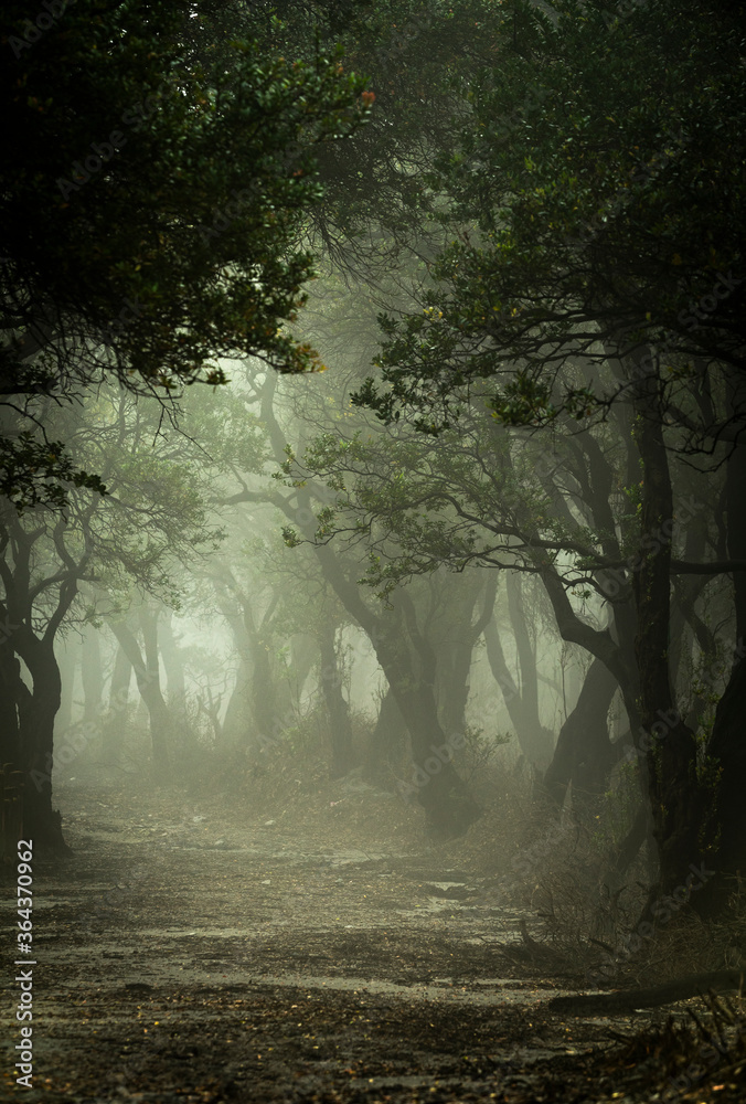 beautiful scenery of tree with misty 