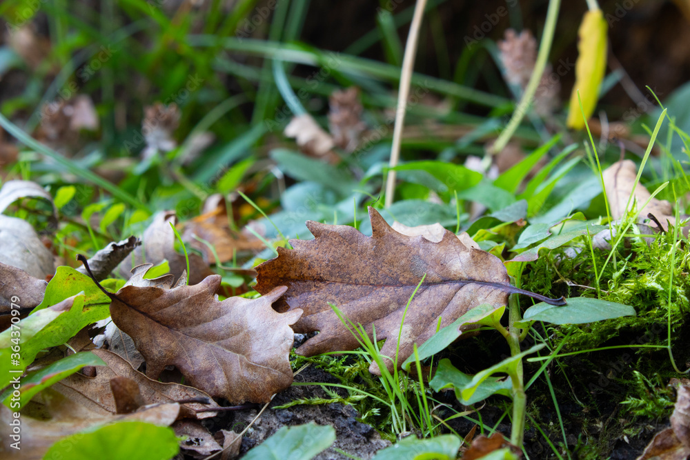 Dry oak tree leaf fallen to the ground. The photo was taken in autumn. Dry oak tree leaf fallen to the ground. The photo was taken in autumn.