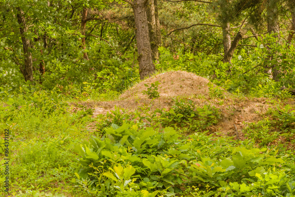 Unmarked grave in wooded area Unmarked grave in wooded area