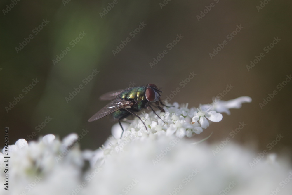 Naklejka premium Fly sitting on a plant in daylight