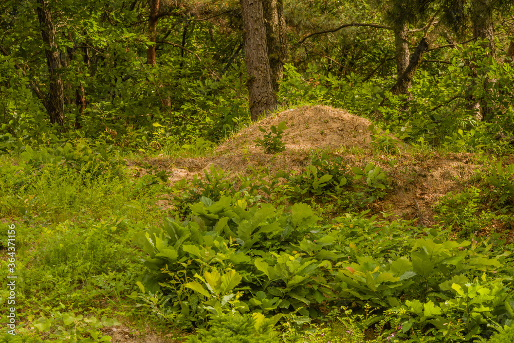 Unmarked grave in wooded area Unmarked grave in wooded area
