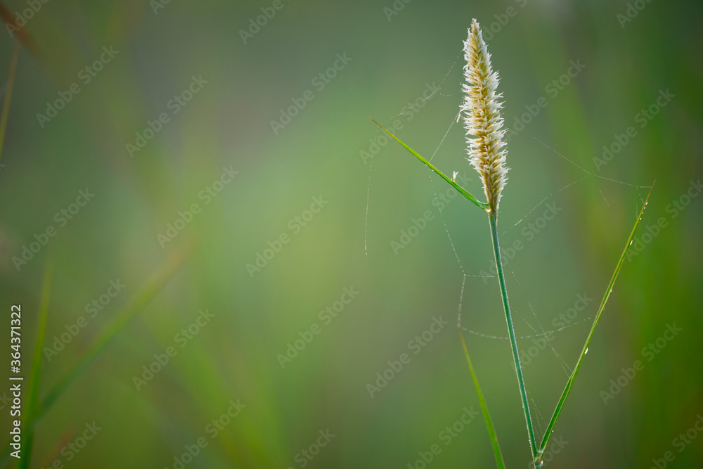 beautiful background of grass flower with green fresh background beautiful background of grass flower with green fresh background