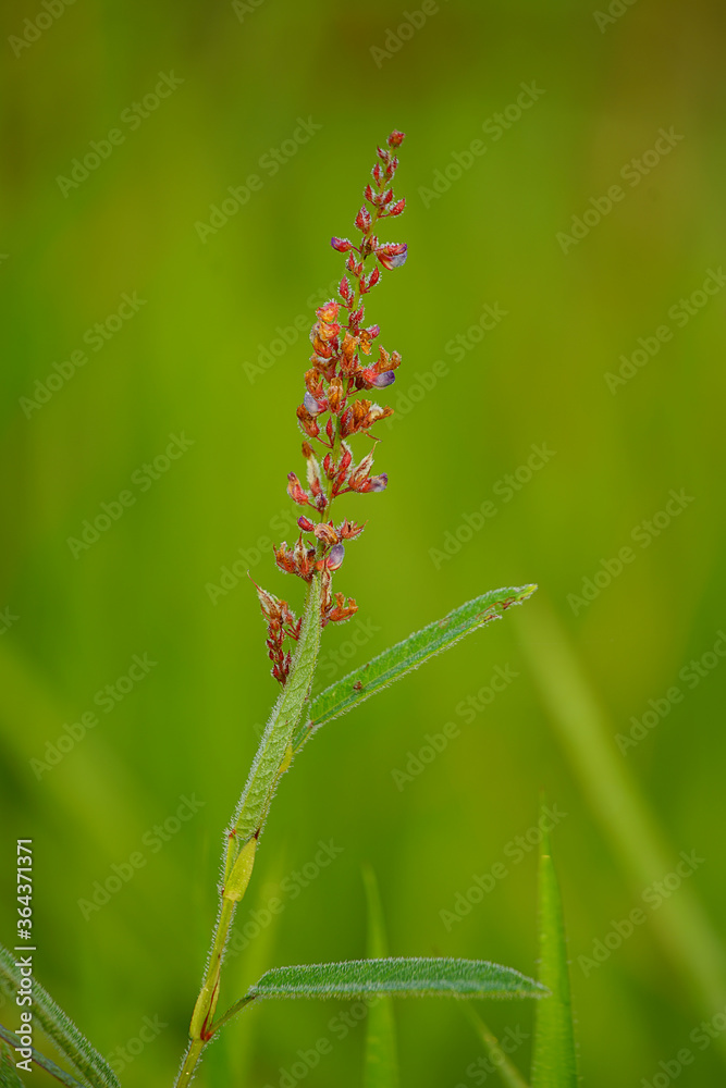 beautiful background of grass flower with green fresh background beautiful background of grass flower with green fresh background