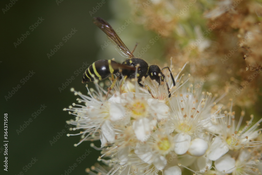 wasp on a white flower wasp on a white flower