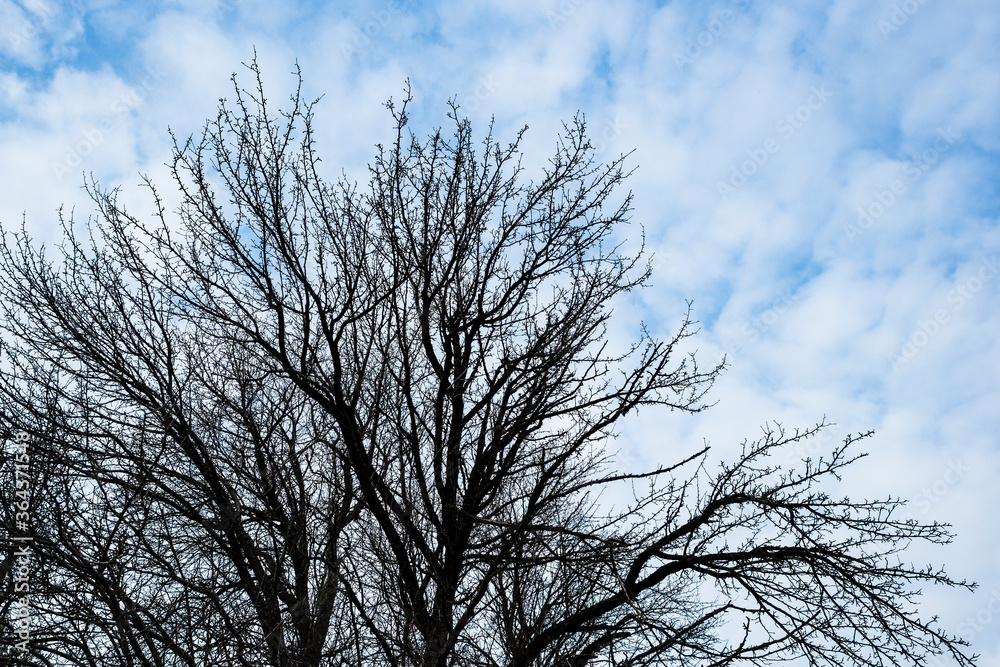Black silhouette of tree, natural landscape against a blue sky with clouds. Black silhouette of tree, natural landscape against a blue sky with clouds.