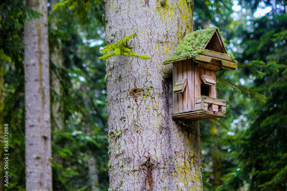 Bird house from nature