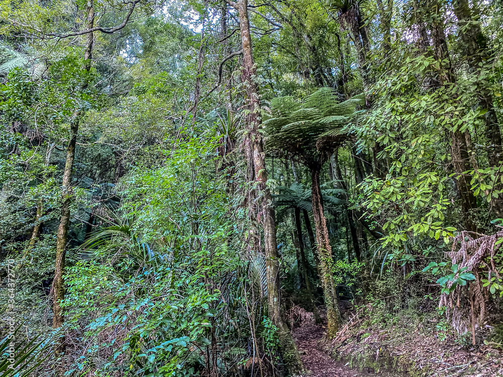 Obraz premium Nga Tapuwae o Toi, or the 'Footprints of Toi', is a walking trail between Whakatane and Ohope in New Zealand