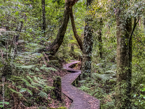 Nga Tapuwae o Toi, or the 'Footprints of Toi', is a walking trail between Whakatane and Ohope in New Zealand photo