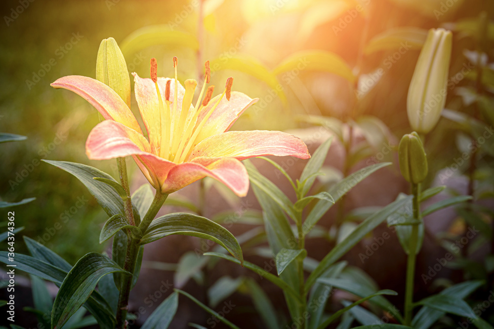 Obraz premium a blooming Lily flower in the garden at sunset. Close up
