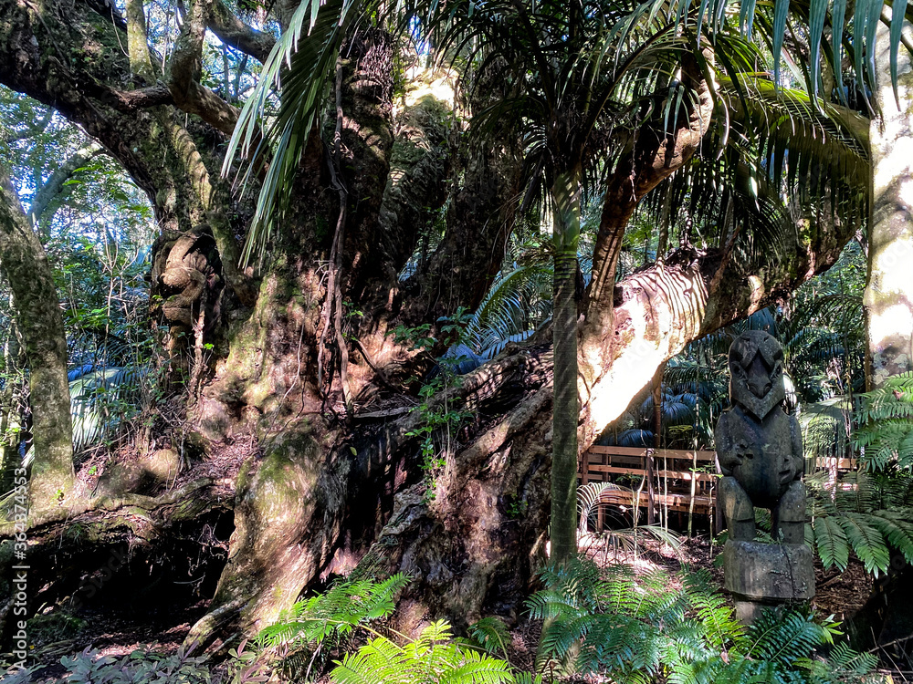 Obraz premium Hukutaia Domain ranks as one of Opotiki's main attractions. It is a 5 hectare remnant of extensive native forest with a Pururi tree important to Maori.