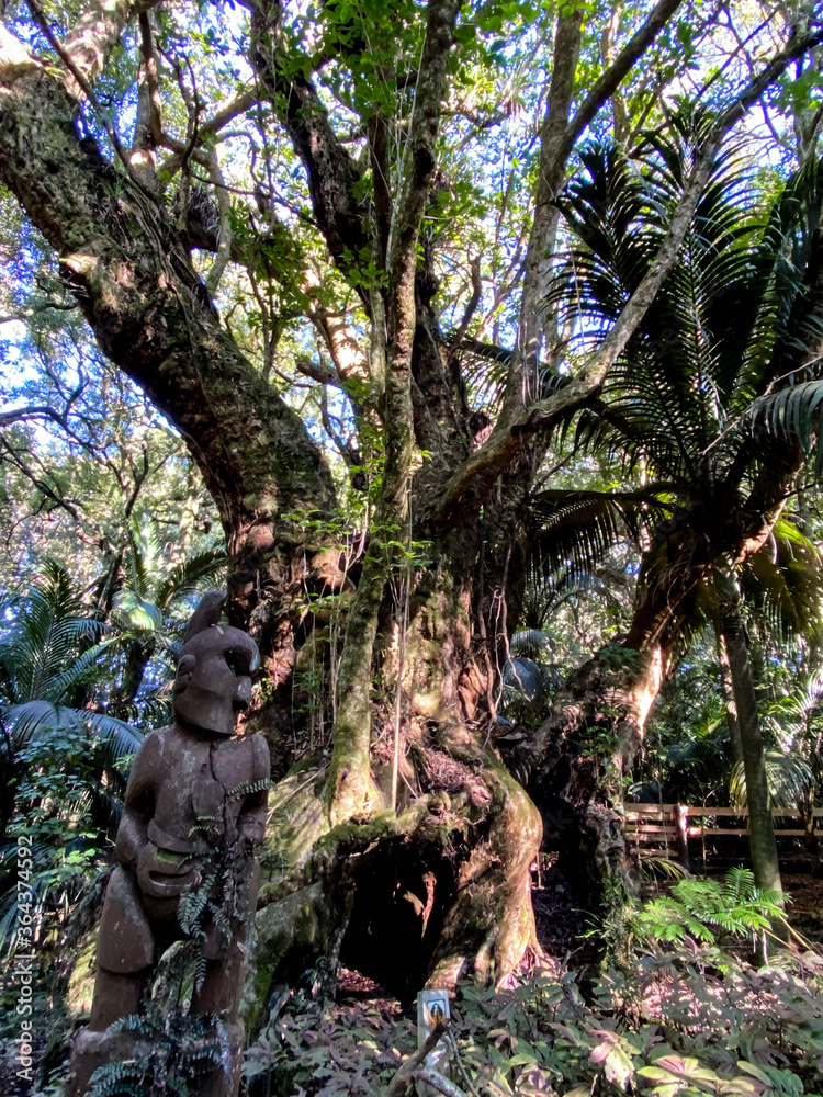 Fototapeta premium Hukutaia Domain ranks as one of Opotiki's main attractions. It is a 5 hectare remnant of extensive native forest with a Pururi tree important to Maori.