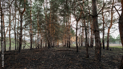 A rare pine forest after a fire, summoned earth. Natural landscape.