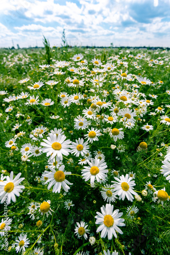 bright blooming daisies on a green field