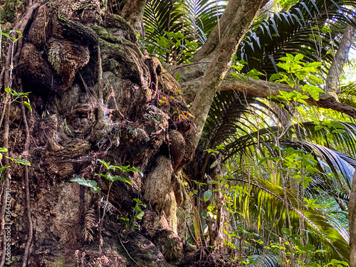 Hukutaia Domain ranks as one of Opotiki's main attractions. It is a 5 hectare remnant of extensive native forest with a Pururi tree important to Maori. photo