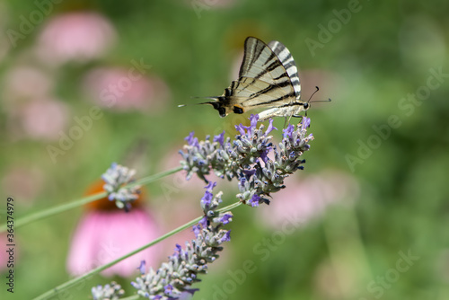 Beautiful butterfly Iphiclides Podalirius collects nectar on a sprig of lavender on a summer day