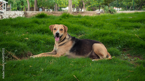 perro adorable acostado en el césped 