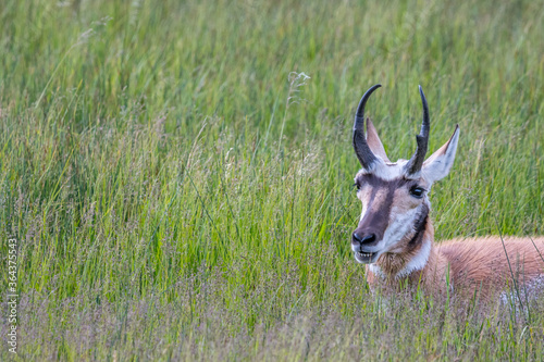 Pronghorn in the field of Yellowstone National Park, Wyoming © CheriAlguire
