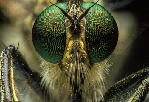 Extreme sharp and detailed portrait of robber fly (Asilidae), family of carnivorous dipterous insects of suborder Short-billed (Brachycera), super macro, detail on eye and face very clear © Alexey Wraith