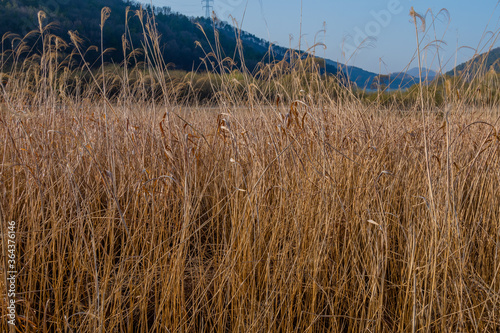 Tall golden reeds swaying in the wind
