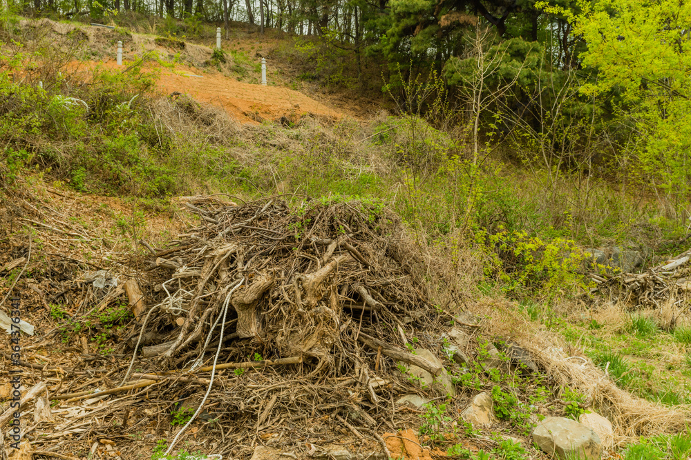 Pile of broken tree branches Pile of broken tree branches