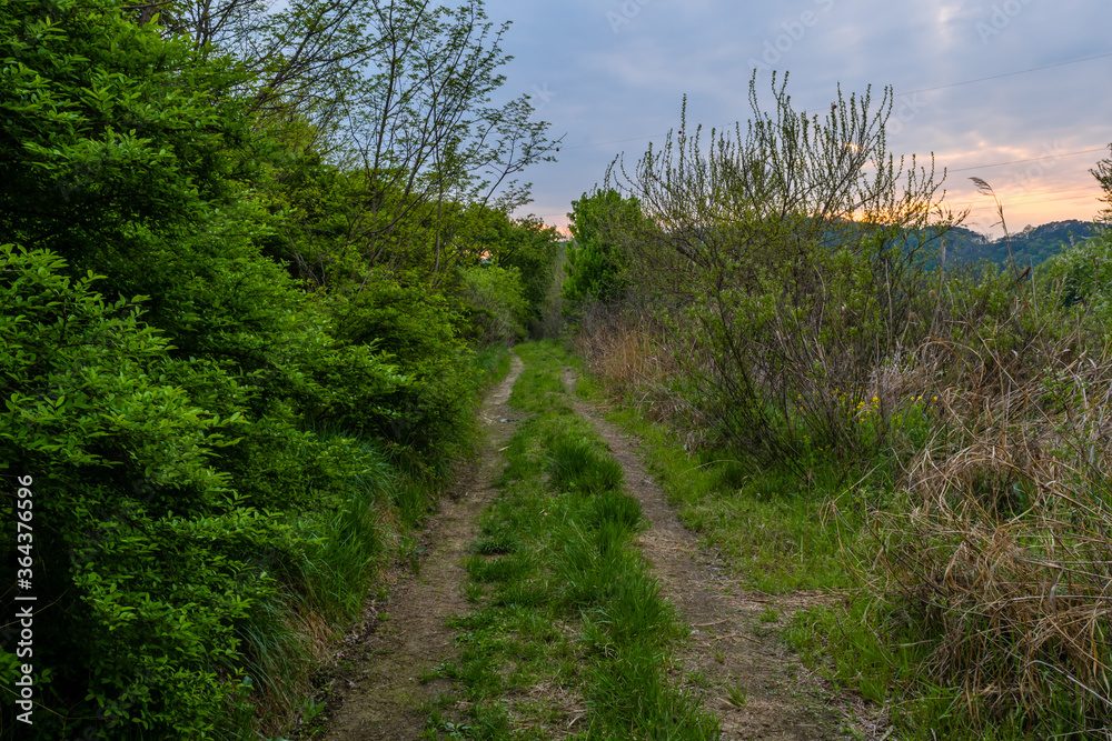 One-lane path in wooded wilderness area under cloudy sky at sunset. One-lane path in wooded wilderness area under cloudy sky at sunset.
